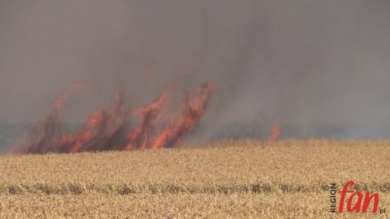 Hektary w ogniu (FOTO, WIDEO)