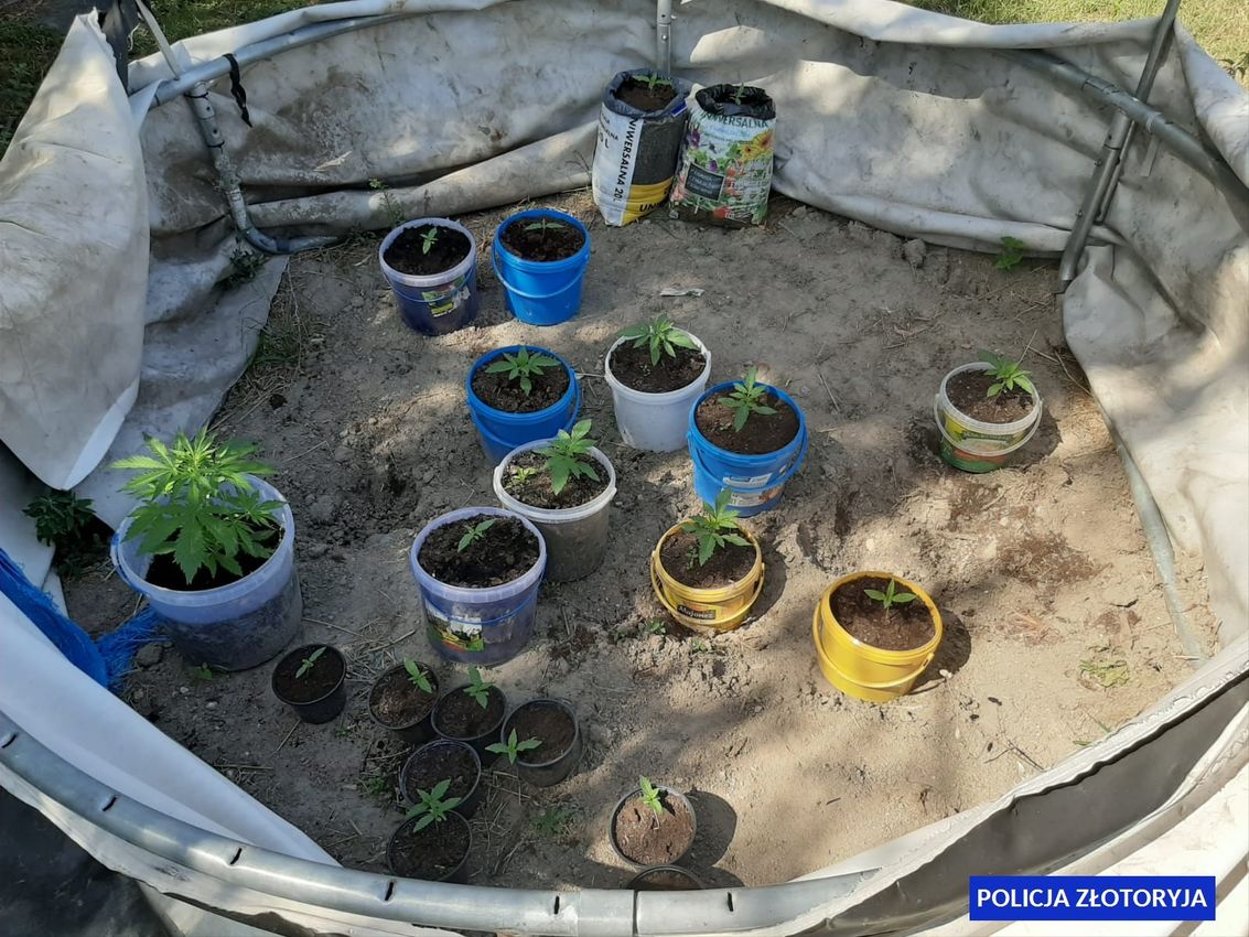 Konopie indyjskie uprawiali w… trampolinie (FOTO)