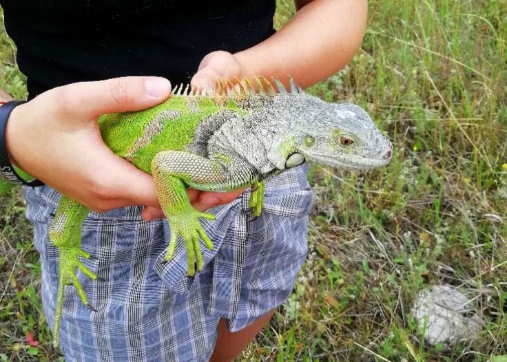W Polkowicach szukają…legwana