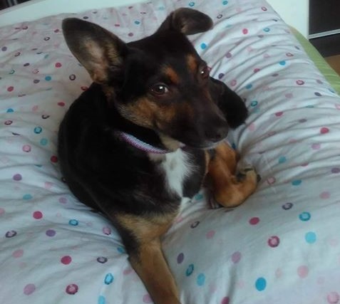 Szukamy psa z wypadku na S3!