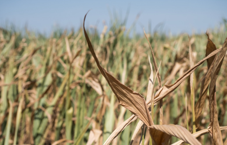 Ostatni dzień na złożenie wniosku o rekompensatę za suszę