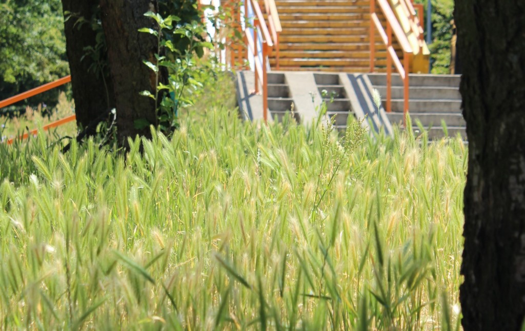 Trawa rośnie, miasto się raduje