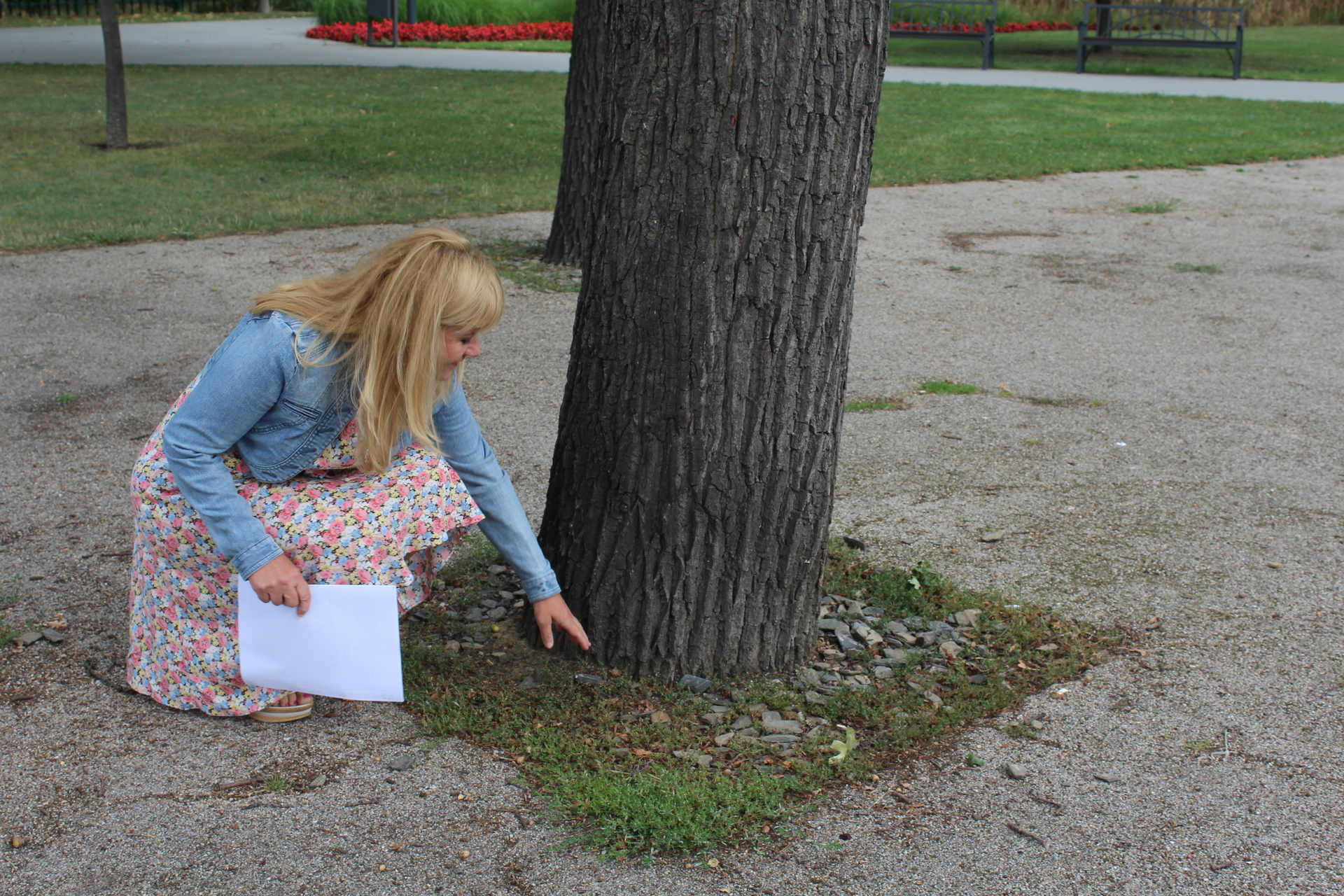 W polkowickim parku obumierają dęby