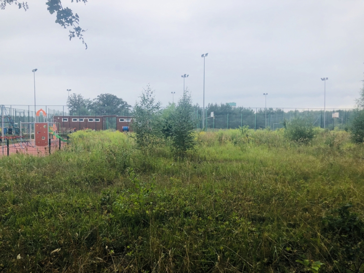 Tu, gdzie rosną samosiejki, będzie pumptrack  