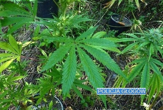 „Ogrodnikowi” grożą trzy lata więzienia (FOTO)