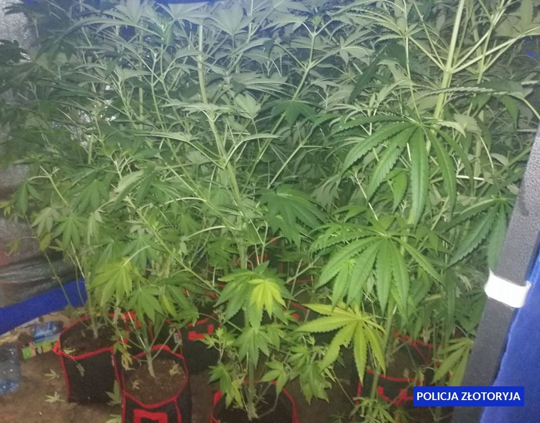 Kolejna uprawa konopi indyjskich zlikwidowana