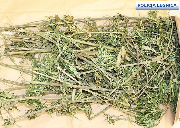 44-latka hodowała „trawkę”. Miała rozmach!