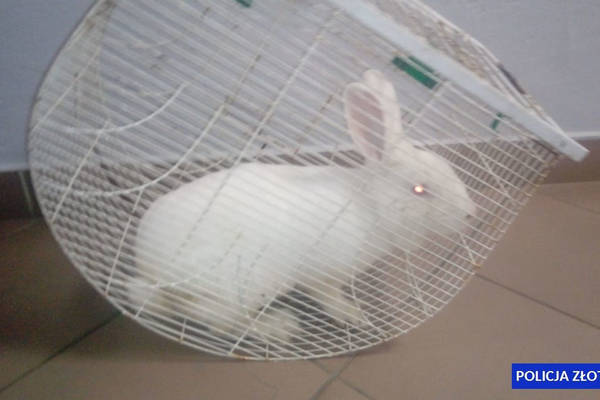 Policjanci zatrzymali złodziei… królików
