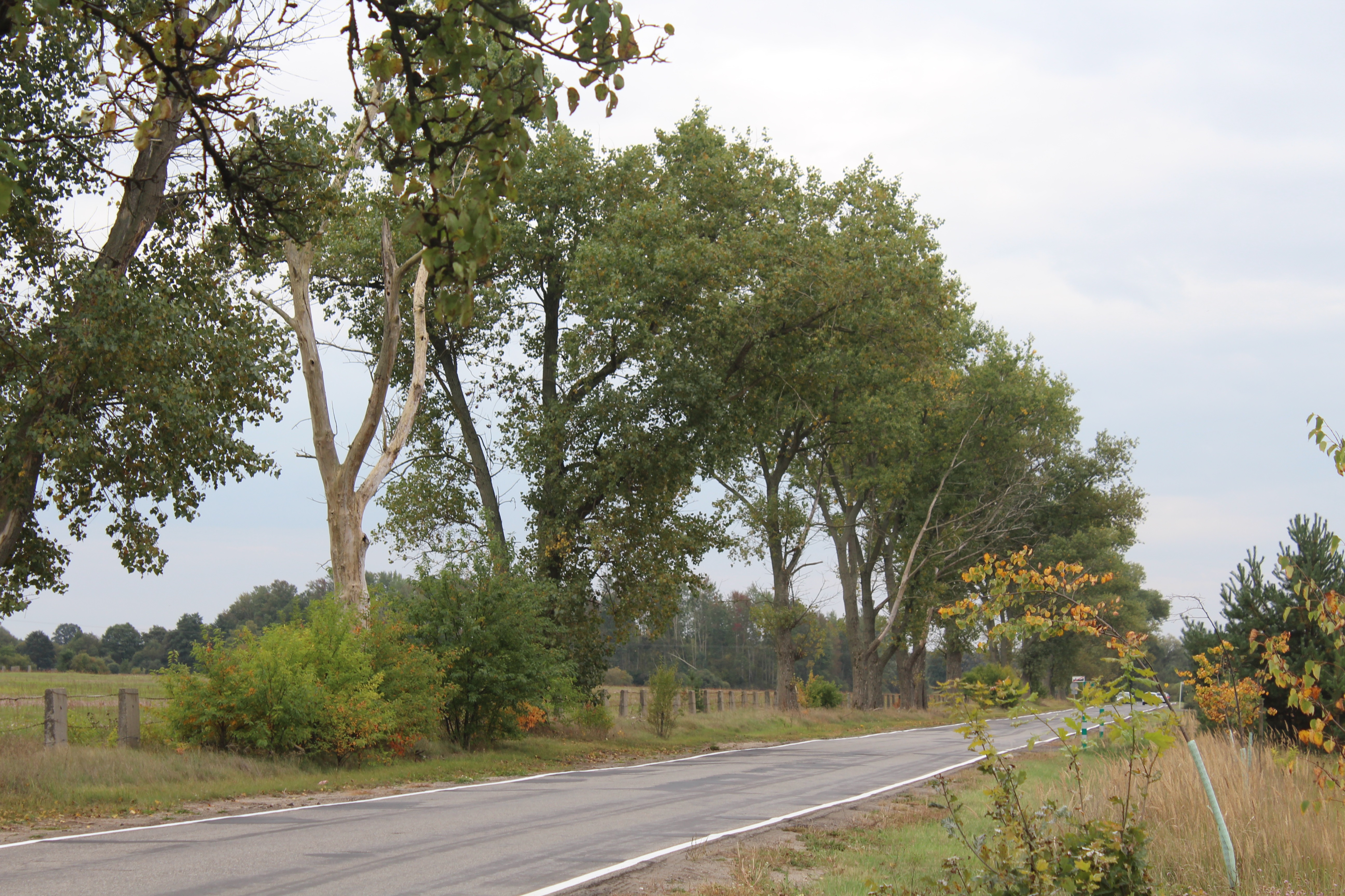 Wytną topole między Sobinem a Jędrzychowem