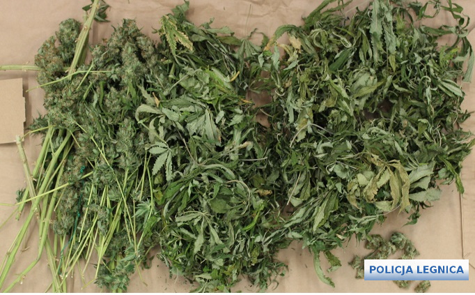 Plantacja „trawki” zlikwidowana