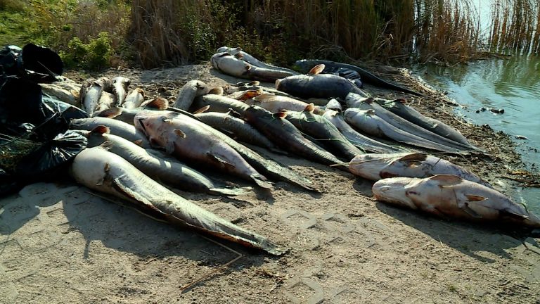 Tony ryb udusiły się w jeziorze (WIDEO)