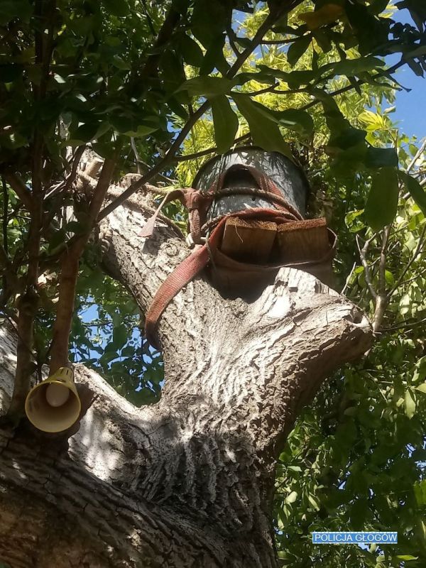 Krzewy konopi rosły na drzewie