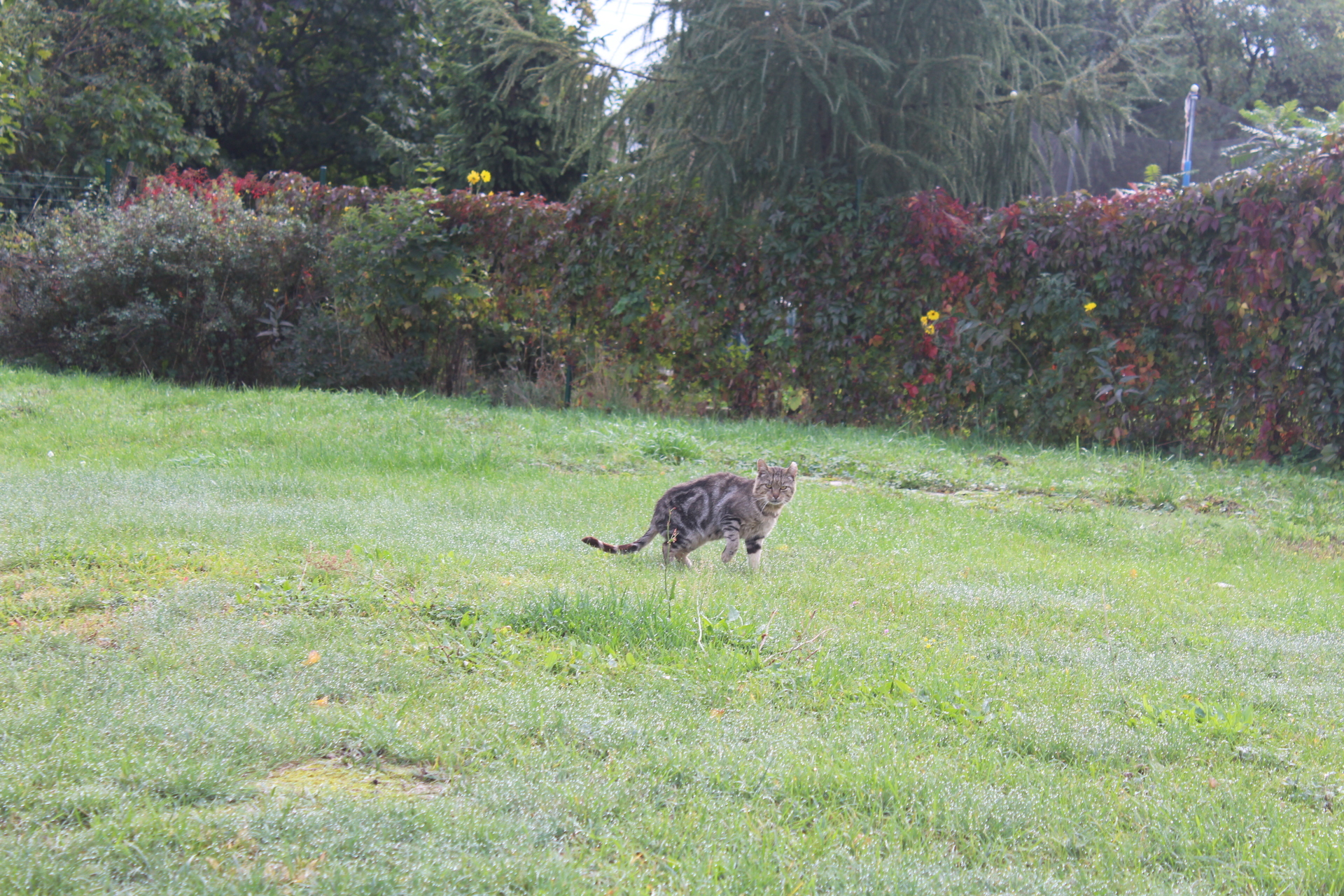 Wolno żyjące koty w Polkowicach mają wielu opiekunów