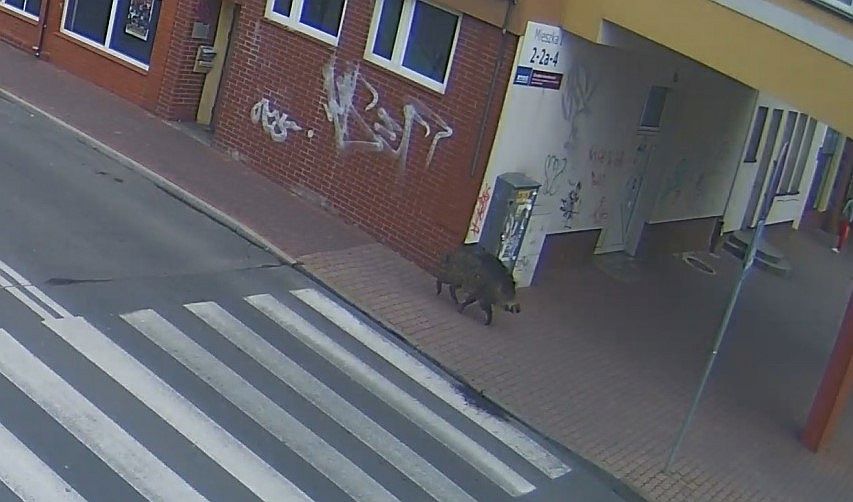 Dzik w centrum Lubina! Mamy film