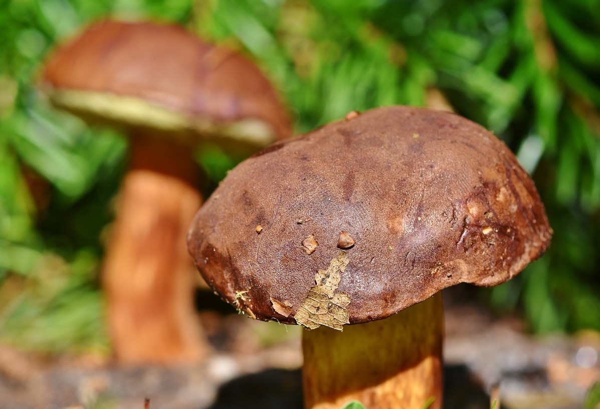 Na grzyby? Tylko z telefonem