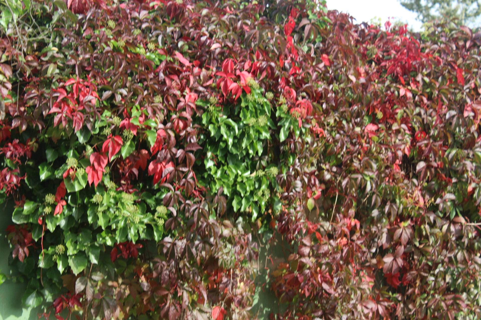 Szukamy kolorów jesieni