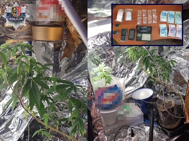 Uprawiał konopie indyjskie w mieszkaniu