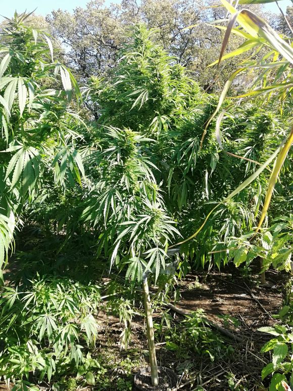 Konopie indyjskie rosły w donicach. Na skraju lasu