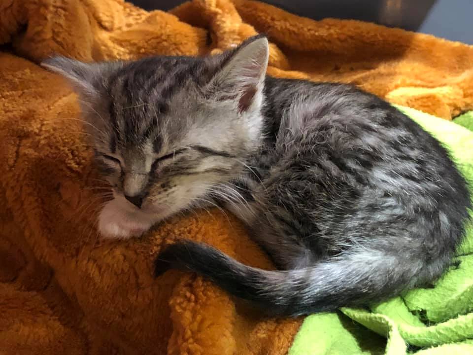 Zamiast opiekować się zwierzętami, muszą walczyć o przetrwanie