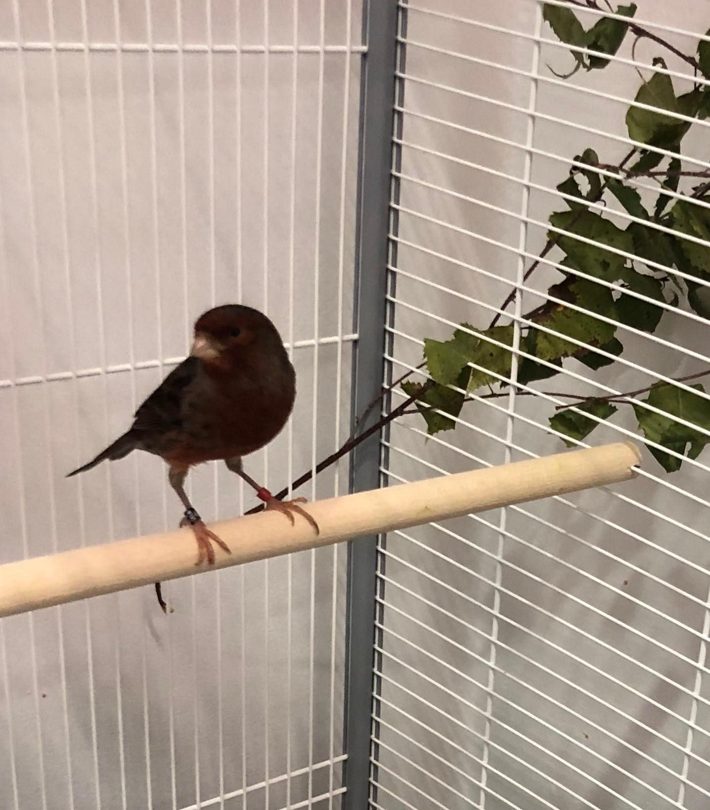 Śpiewający „urzędnik” w polkowickim ratuszu