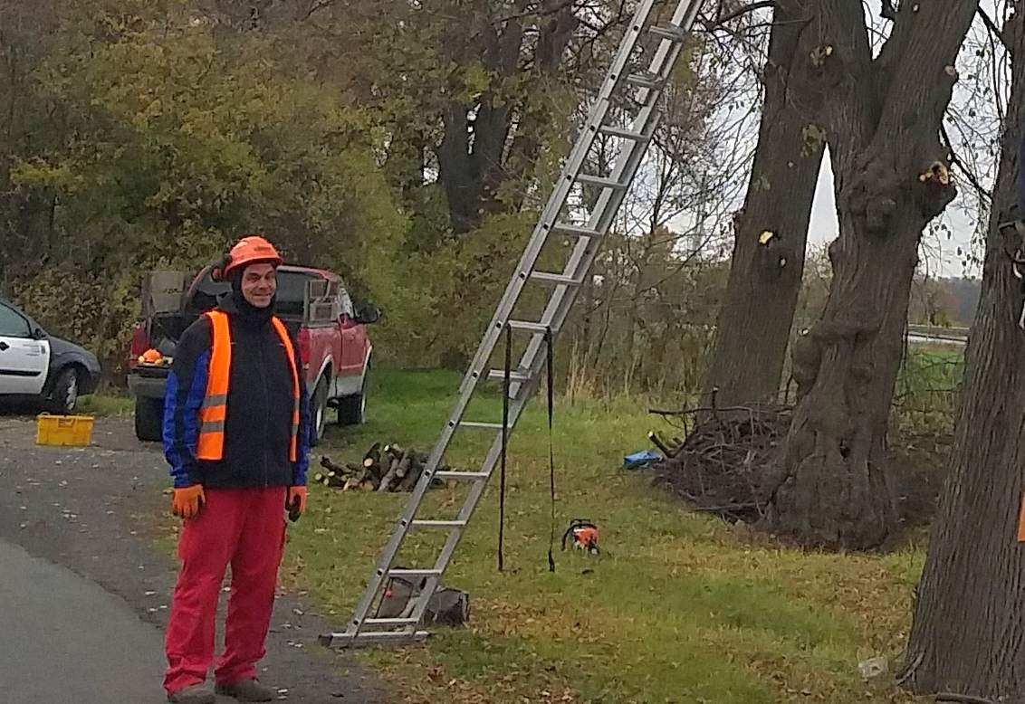 W Legnickim Polu trwa wycinka suchych gałęzi