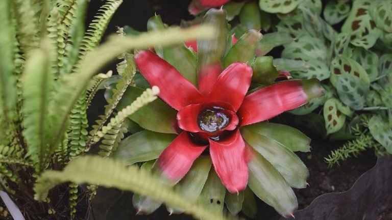 Plastik do lamusa – Silikonowe akcesoria kuchenne do pieczenia – styl, wygoda i higiena w jednym!