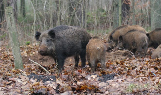 Afrykański pomór świń coraz bliżej. Czy mamy się czego obawiać?