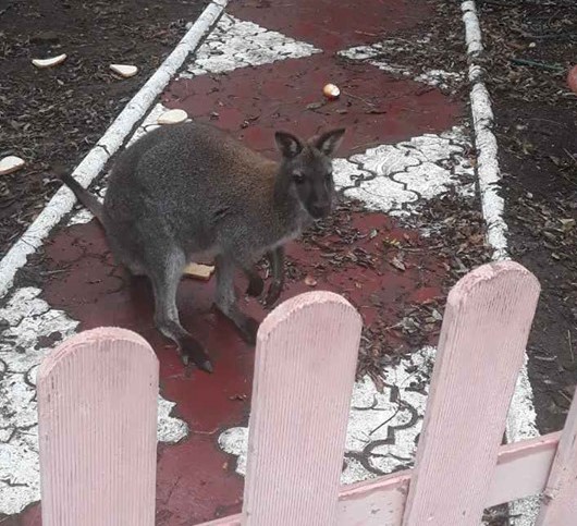 Historia jak z filmu: kangur na gigancie! (FOTO)