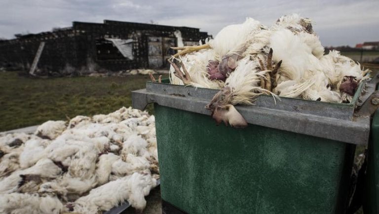 Ptasia grypa zbiera śmiertelne żniwo