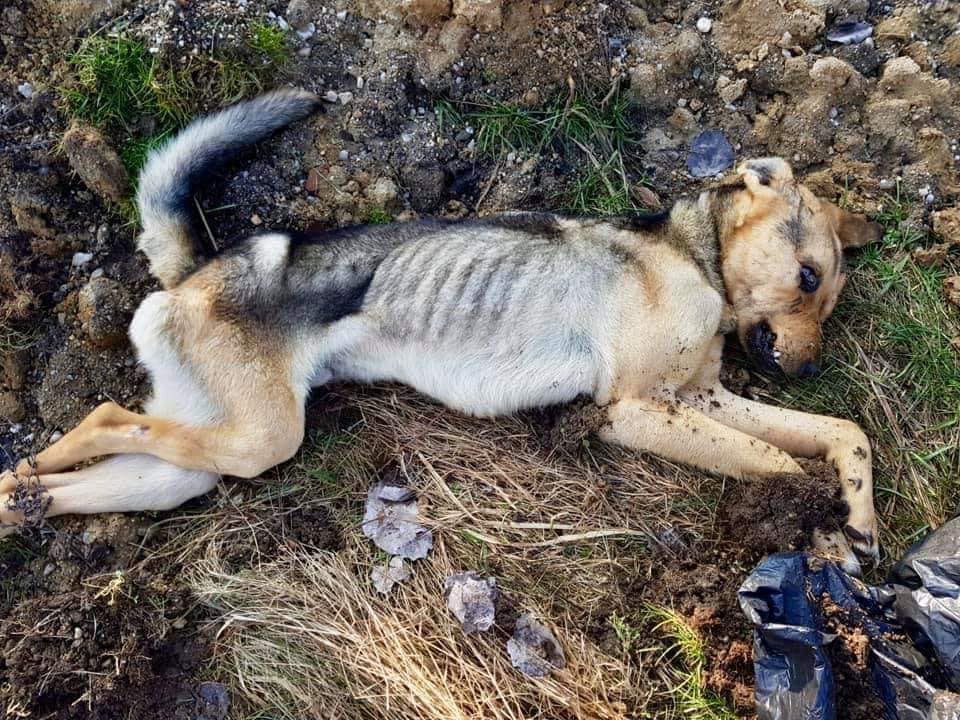 Te zmiany to „śmierć i cierpienie zwierząt”