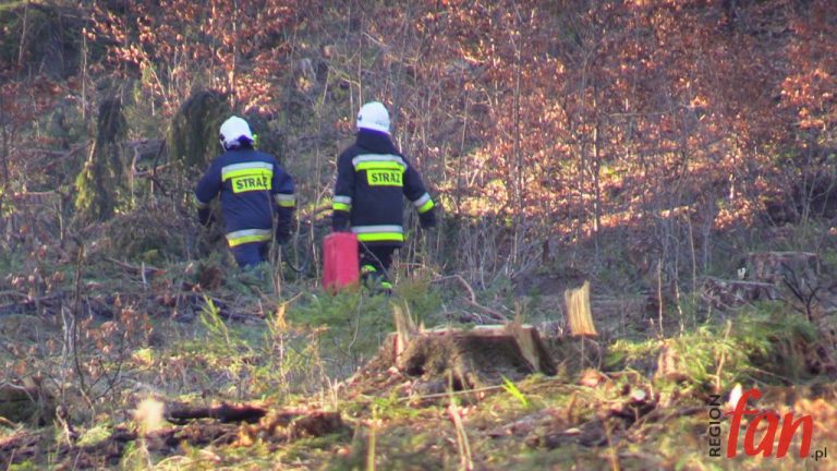 Ogień przy wycince lasu w Bogaczowie (FOTO)