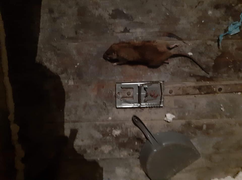 Szczury w kamienicy i syf w mieście. Co na to radni?