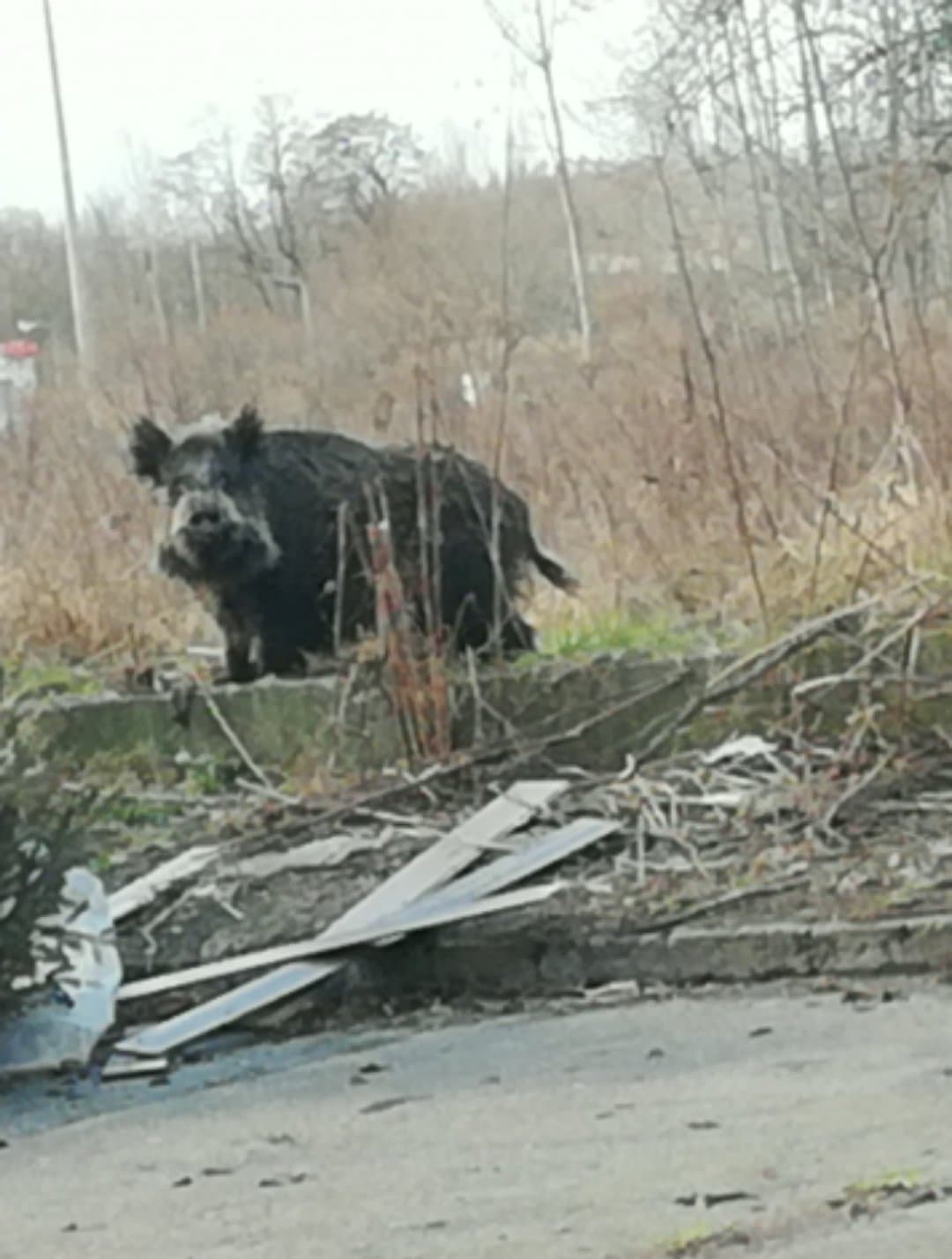 Dziki straszą mieszkańców Legnicy (WIDEO)