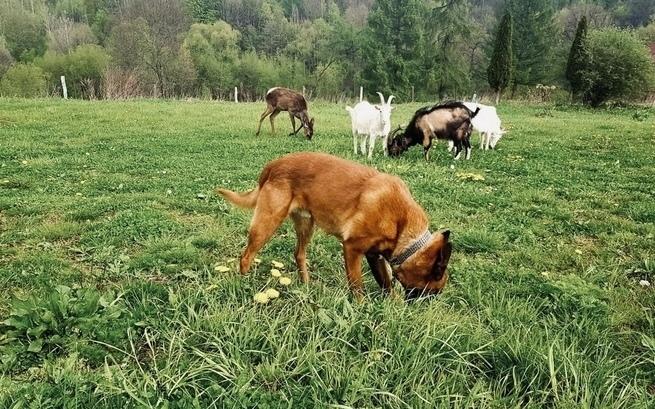 Chcą stworzyć sanktuarium dla uratowanych zwierząt (WIDEO)