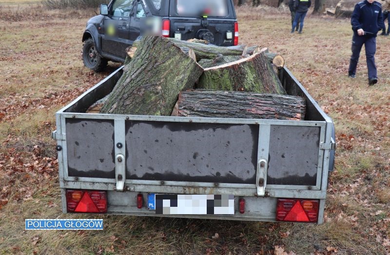 Nielegalnie wycinali drzewa