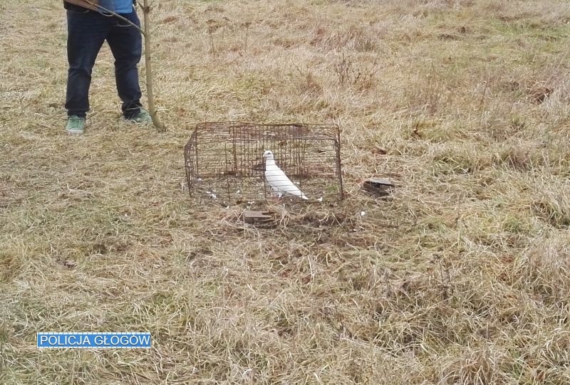 Gołąb miał być przynętą, a wskazał kłusownika  