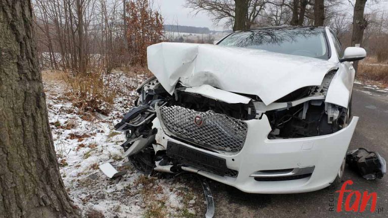 Jaguar na drzewie (FOTO, WIDEO)