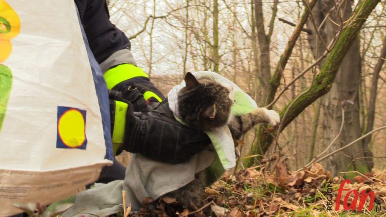 Kot bez łapy uratowany przez strażaków (FOTO, WIDEO)