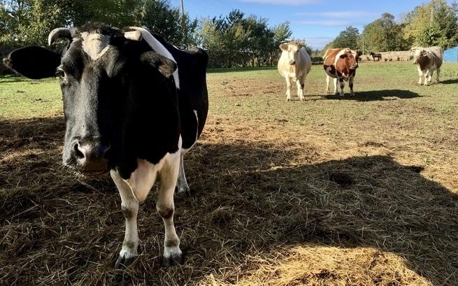 Zbierają na dom dla cierpiących zwierząt. Apelują o wsparcie (WIDEO)