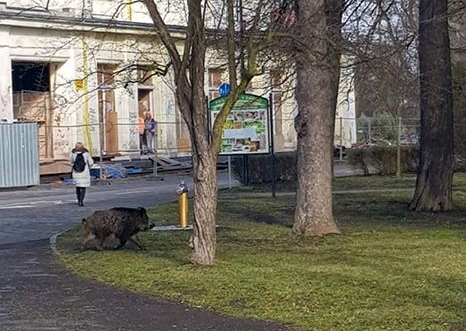 Dzik na spacerze w parku Miejskim. „Problem będzie narastał” (WIDEO)
