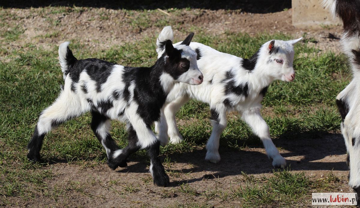 Poczuły wiosnę wcześniej (FOTO)