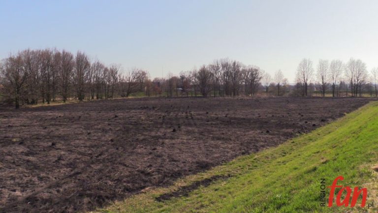 Liczne pożary traw i nieużytków (WIDEO)