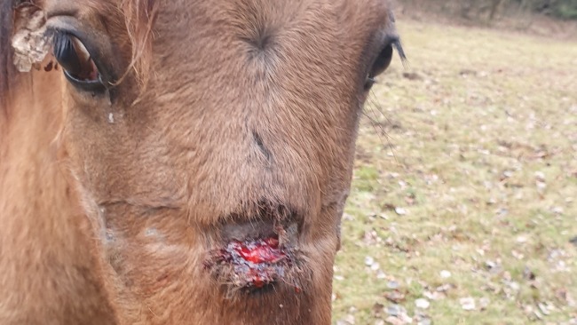 Nie mógł swobodnie jeść, bo w pysk wrosła mu uzda (FOTO)