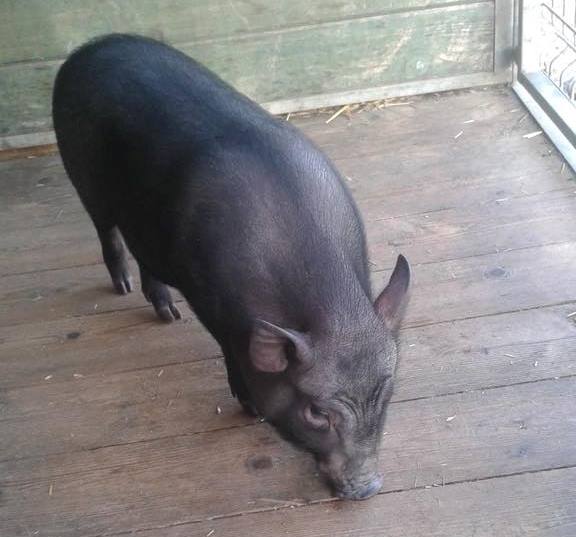 Pomogli zagubionej śwince wietnamskiej (FOTO)