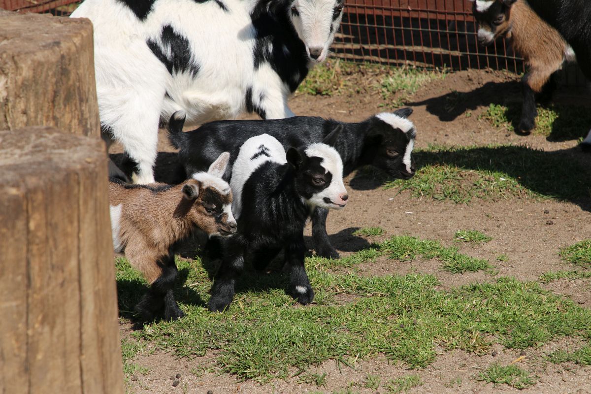 Nowi lokatorzy i wiosna w pełni. Co słychać w lubińskim zoo?