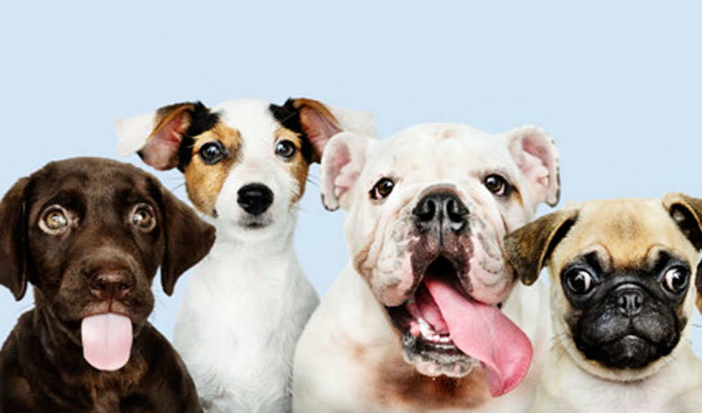 Bezpartyjni dają w łapę