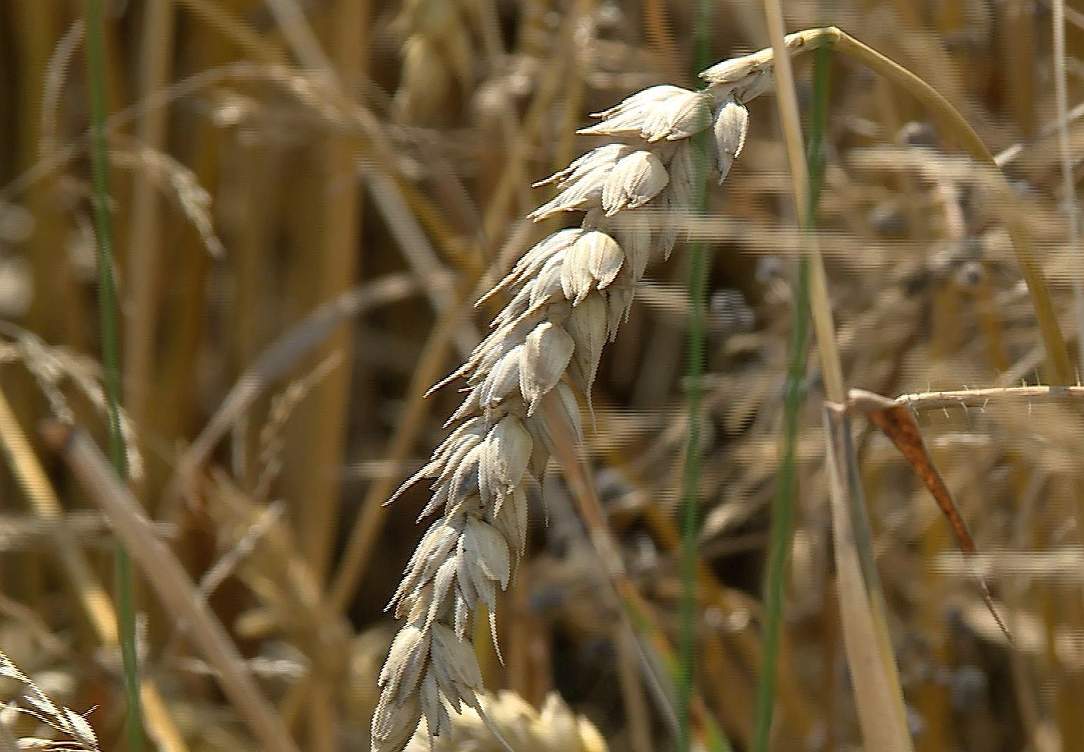 To będzie rekordowa susza? (WIDEO)