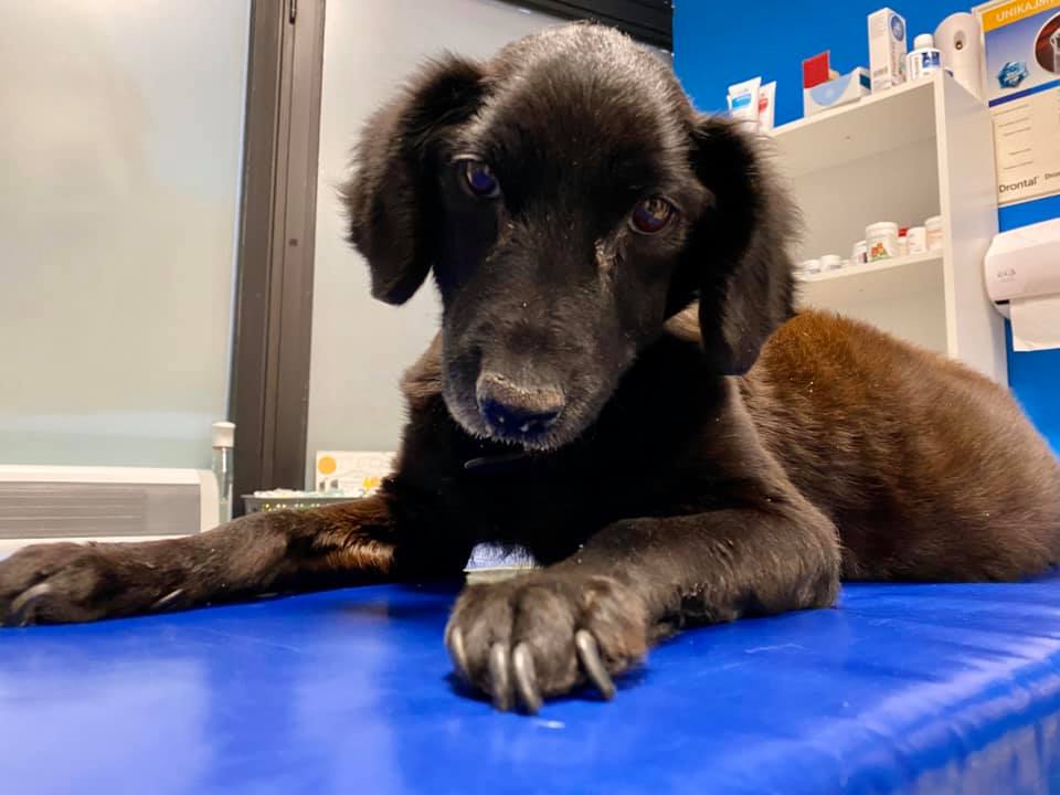 Zamiast poprosić o pomoc, patrzyli, jak ich pies umiera