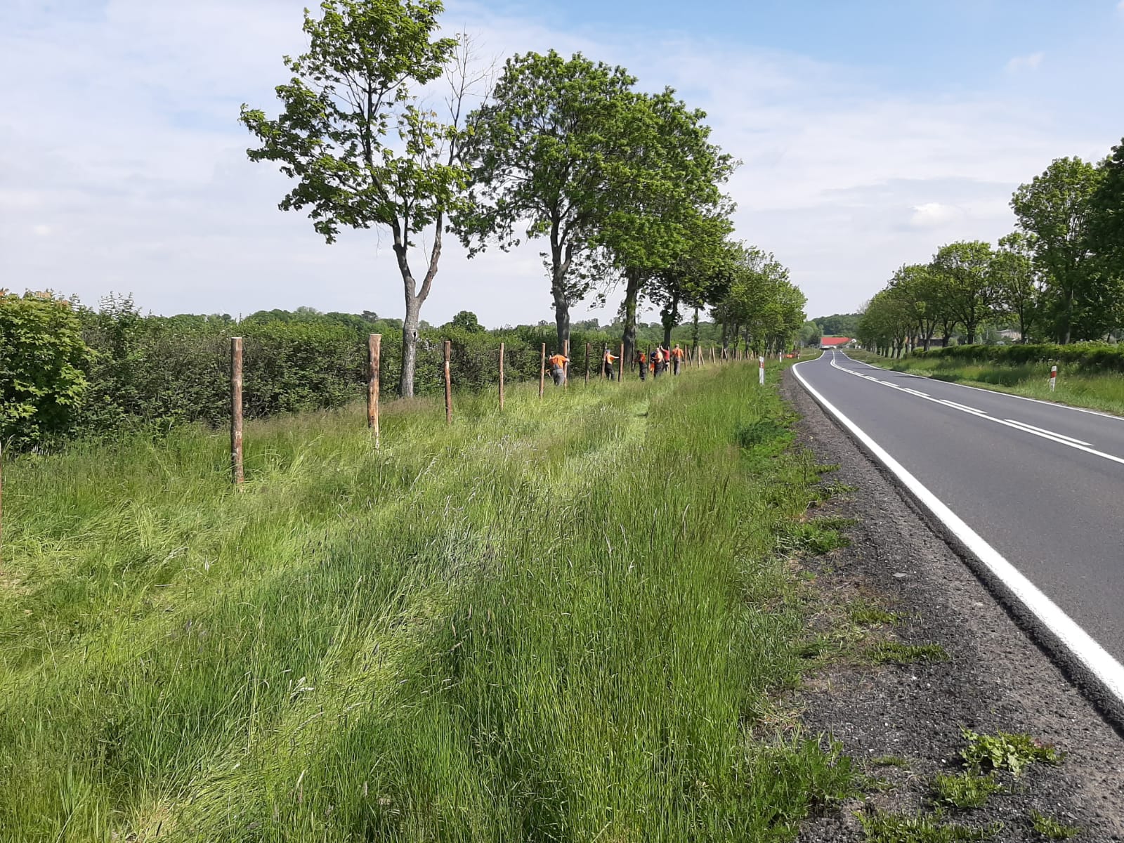 Ogradzają 50 kilometrów drogi przed dzikami