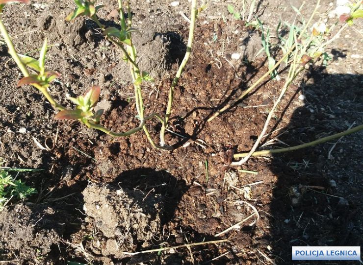 Odsiedzi słabość do borówek? (WIDEO)